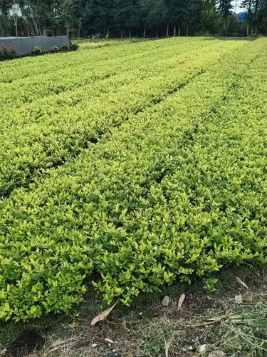kaiyun电竞官方网站入口：觉醒小程序游戏攻略